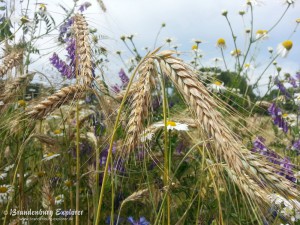 Feldblumen_02