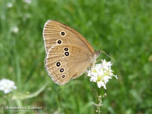 20160716_BraunerWaldvogel