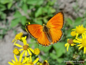 Dukatenfalter (Lycaena virgaureae)