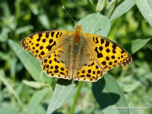 20160716_KleinerPerlmutterfalter