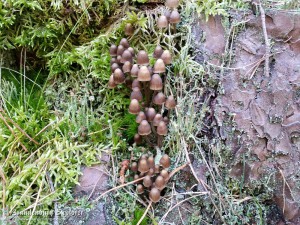 151003_Neuzelle_Schlaubetal_8