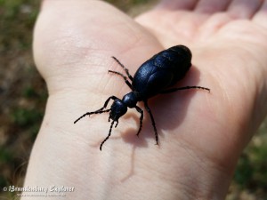 Schwarzblauer Ölkäfer