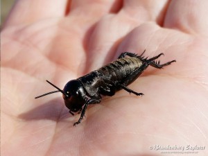 150308_Spreewald_2