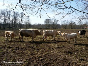 150308_Spreewald_5