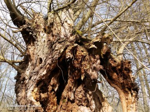 150308_Spreewald_8