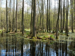 150424_Schorfheide_1