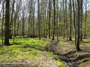 150424_Schorfheide_2
