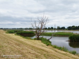 150621_Oderbruch_12
