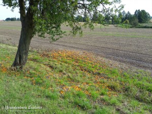 150628_KomtureiLietzen_15