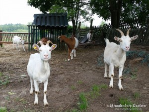150628_KomtureiLietzen_2