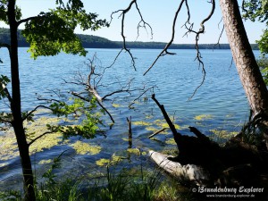 150702_Stechlinsee_6