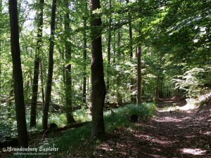 150801_Unteres_Odertal_17