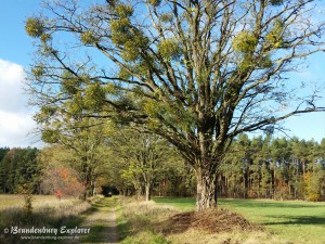 151108_Gransee_11