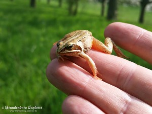 Grasfrosch