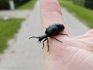 Schwarzblauer Ölkäfer (Maiwurm)