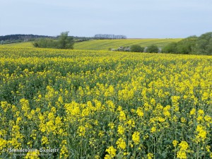 160430_Oberuckersee_04