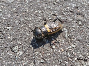 Feldgrille (Gryllus campestris)