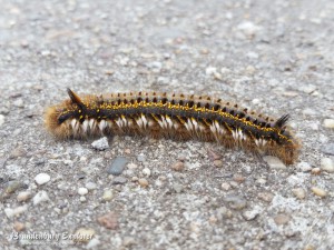 Raupe der Grasglucke (Euthrix potatoria)