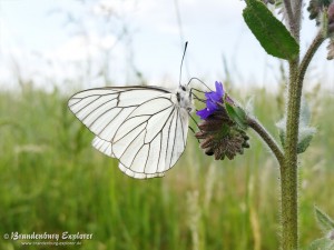 Baumweißling (Aporia crataegi)