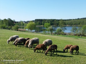 20160507_Vogelsang_04