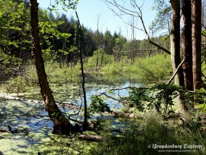 160611_Feldberg_05