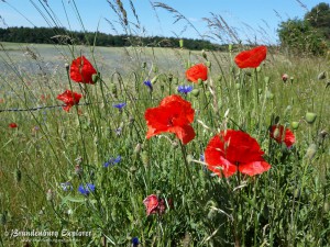 160611_Feldberg_11