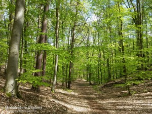 Siebenhügelweg