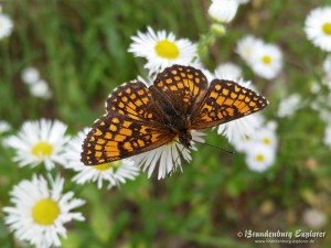 Wachtelweizen-Scheckenfalter (Melitaea athalia)