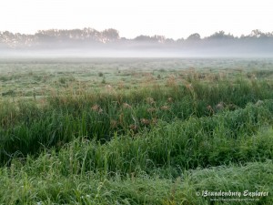 170828_Wendland_11