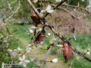 20180421_Seelow_14