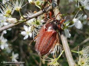 20180421_Seelow_15