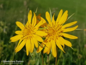 20180520_Elbe-Elster_22