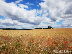 Mecklenburg_02