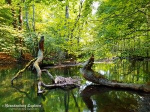 Mecklenburg_10