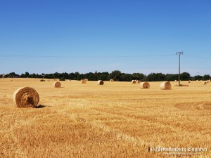 Landschaft bei Goldberg